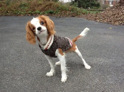 Chilly Dog Sweater Boyfriend